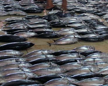 Male Fish Market – Maldives