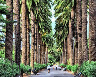 Palm Tree Promenade in Larnaca – Cyprus