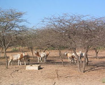 Guembeul Natural Reserve in Saint Louis – Senegal