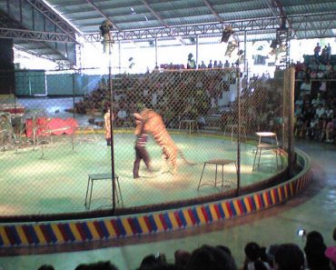 Sriracha Tiger Zoo in Pattaya – Thailand